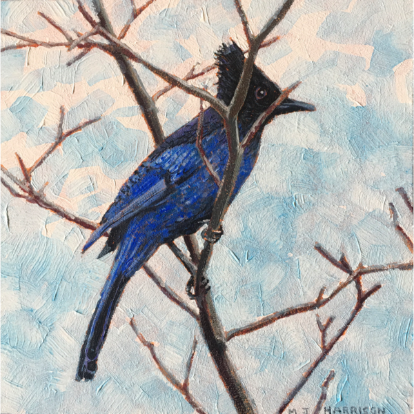 "Steller’s Jay”