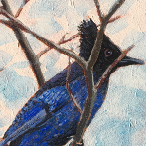 “Steller’s Jay”