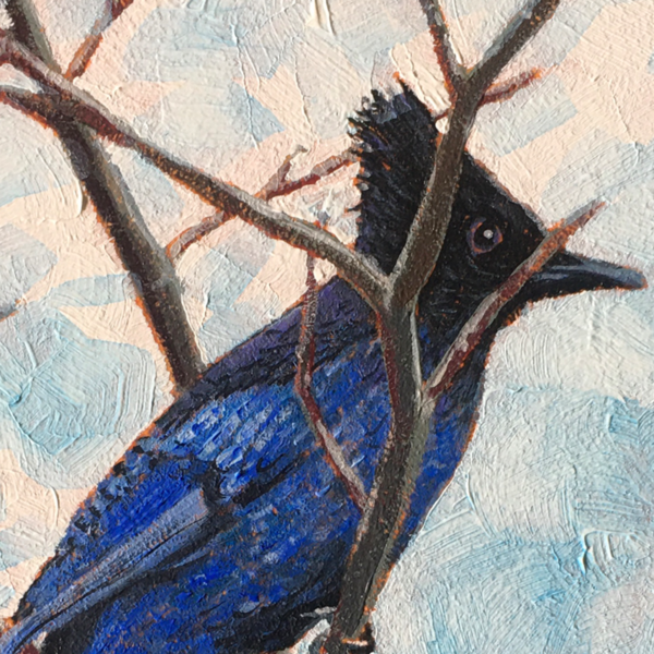 "Steller’s Jay” - Image 2