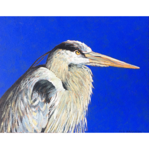 “Waiting…” (Great Blue Heron)